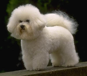 bichon a poil frisé