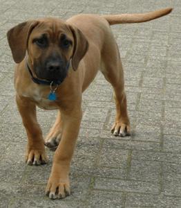 boerboel