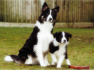 border collie