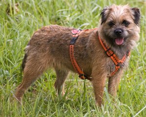 border terrier