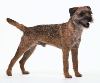 border terrier