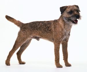 border terrier