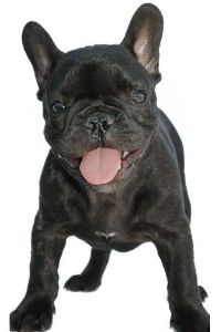 bouledogue français