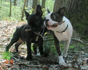 bouledogue francais