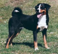 bouvier de l'appenzell