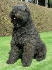 bouvier des flandres