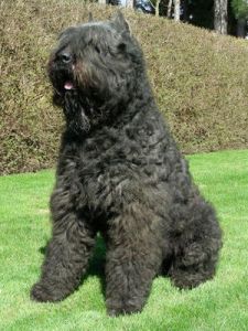 bouvier des flandres