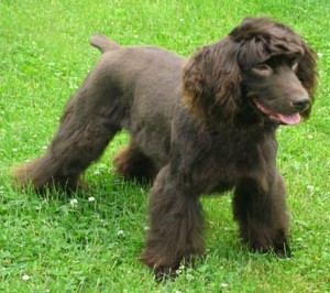 boykin spaniel