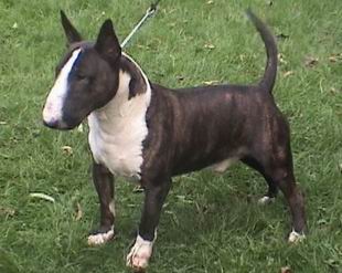 bull terrier