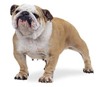 bulldog anglais - bouledogue anglais