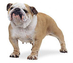 bulldog anglais