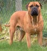 bullmastiff