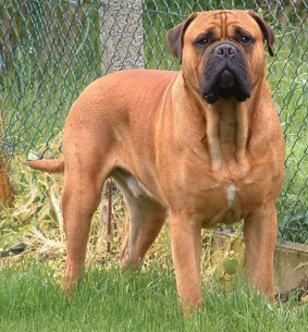 bullmastiff