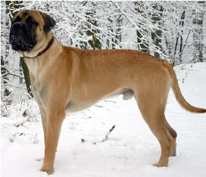 bullmastiff