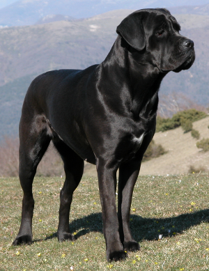 cane corso