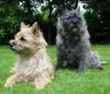 cairn terrier