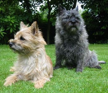 cairn terrier