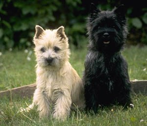 cairn terrier