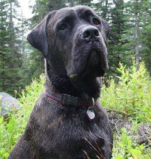 cane corso