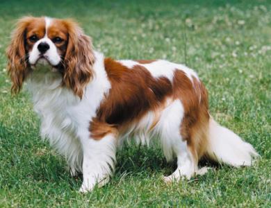 cavalier king charles