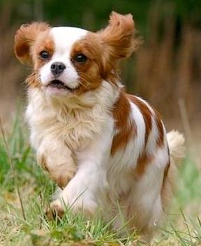 cavalier king charles