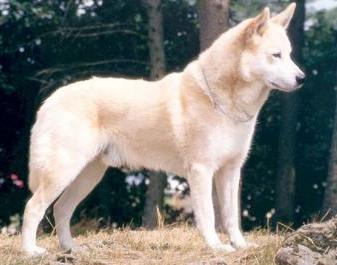 chien de Canaan