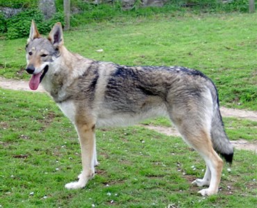 chien-loup tchecoslovaque