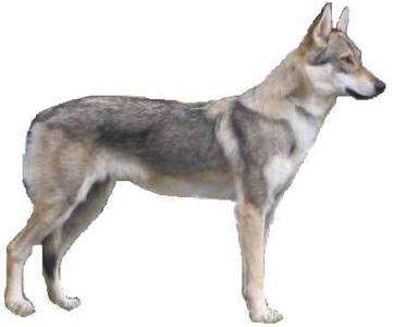 chien-loup tchécoslovaque