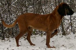 chien rouge de bavière