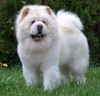 chow-chow