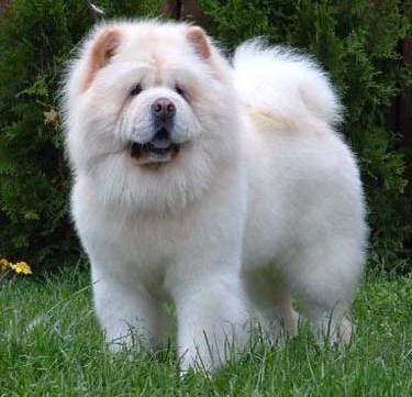 chow-chow