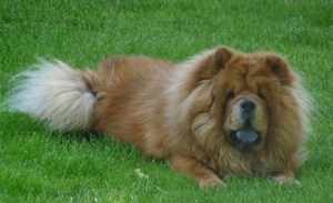 chow-chow