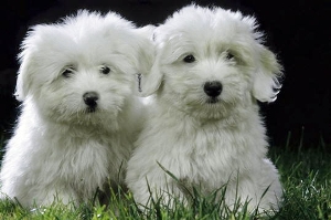 coton de Tulear