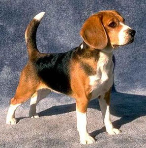 beagle