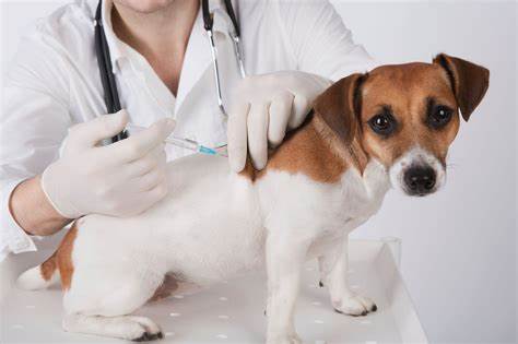 vaccination du chien